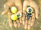 Le Bagani(ou pourgh�re),une plante extraordinaire